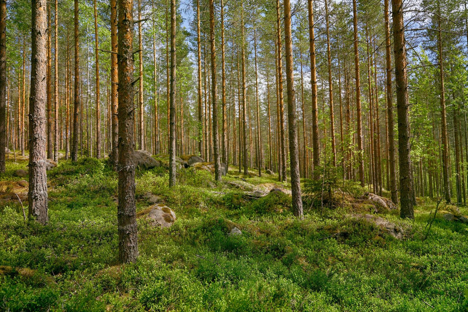 Metsä-Forest_Shoot_Summer-Day_3-0253__web.jpg